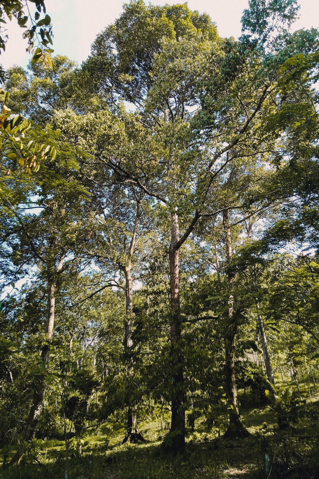 kebun durian